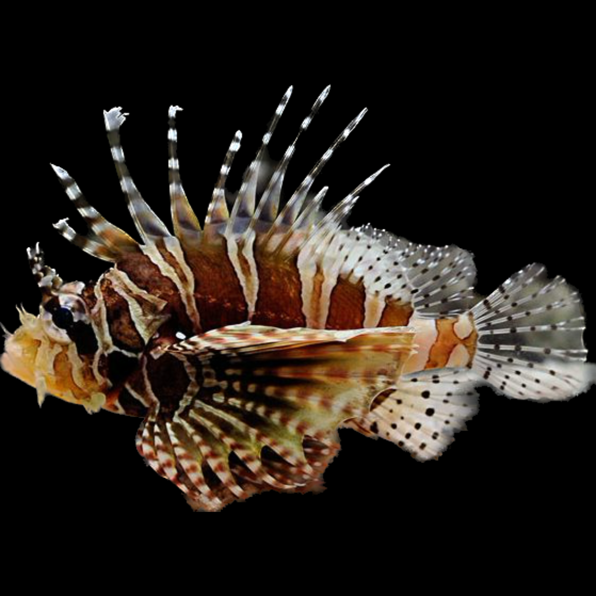 Dwarf Lionfish