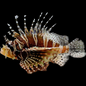 Dwarf Lionfish