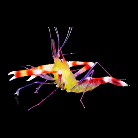 Dwarf Coral Banded Shrimp