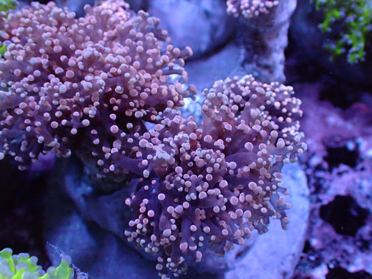 Pink Frogspawn