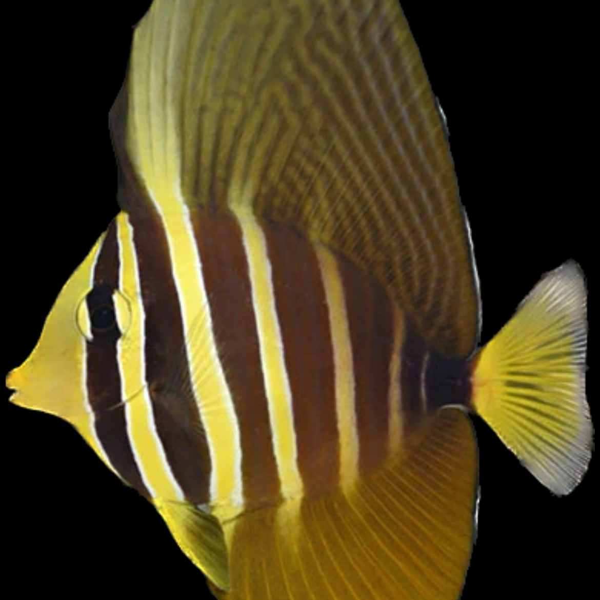 Sailfin Tang