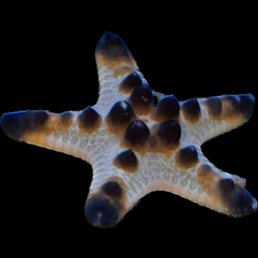 Chocolate Chip Starfish