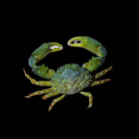 Emerald Crab