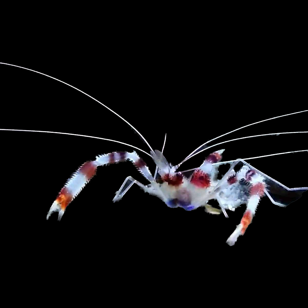 Coral Banded Shrimp