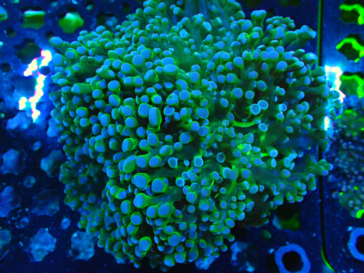 Frogspawn WYSIWYG 6