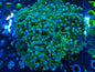 Frogspawn WYSIWYG 6