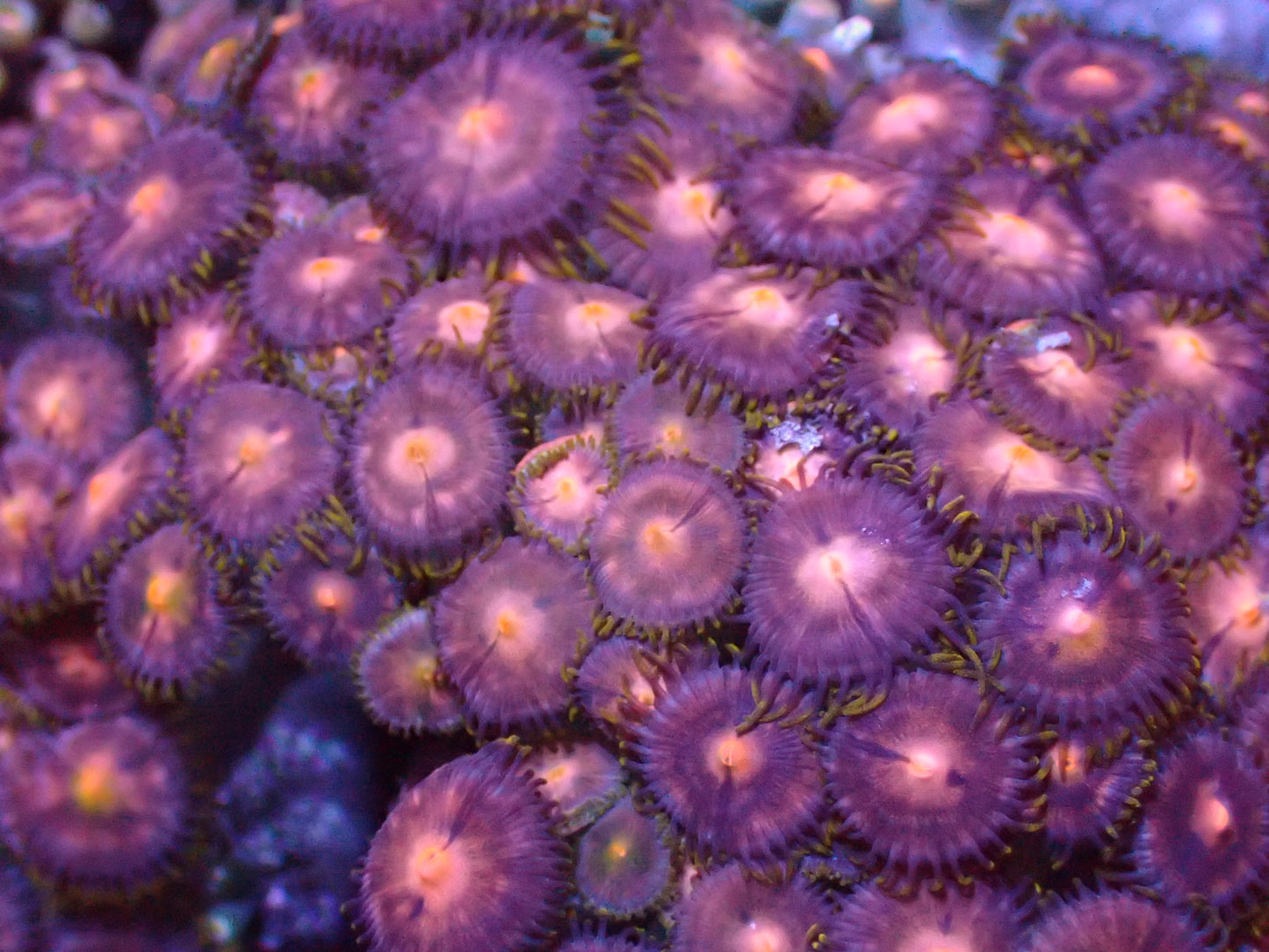 Pink Zoa