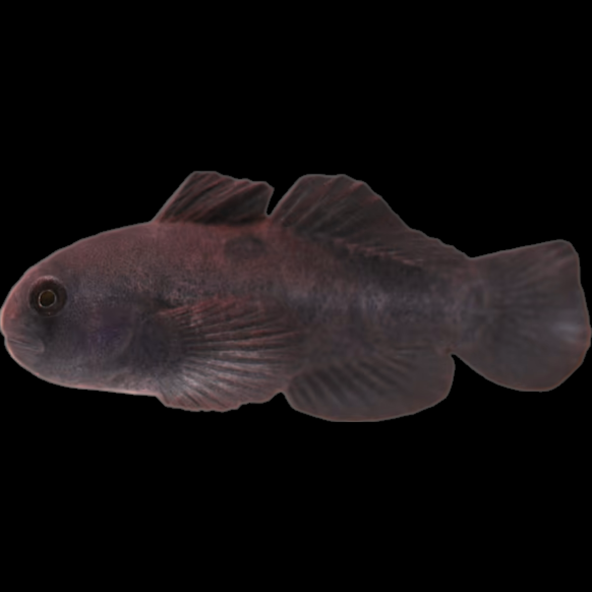 Black Clown Goby