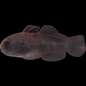 Black Clown Goby