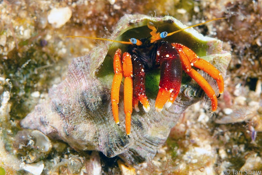 Blue Eye Hermit