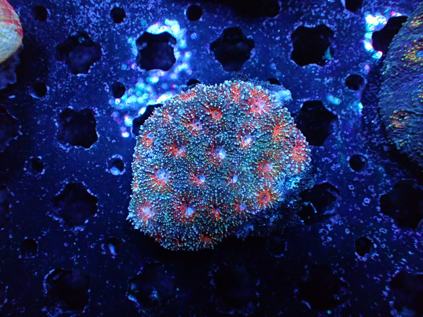 Acan Enchinata Colony WYSIWYG