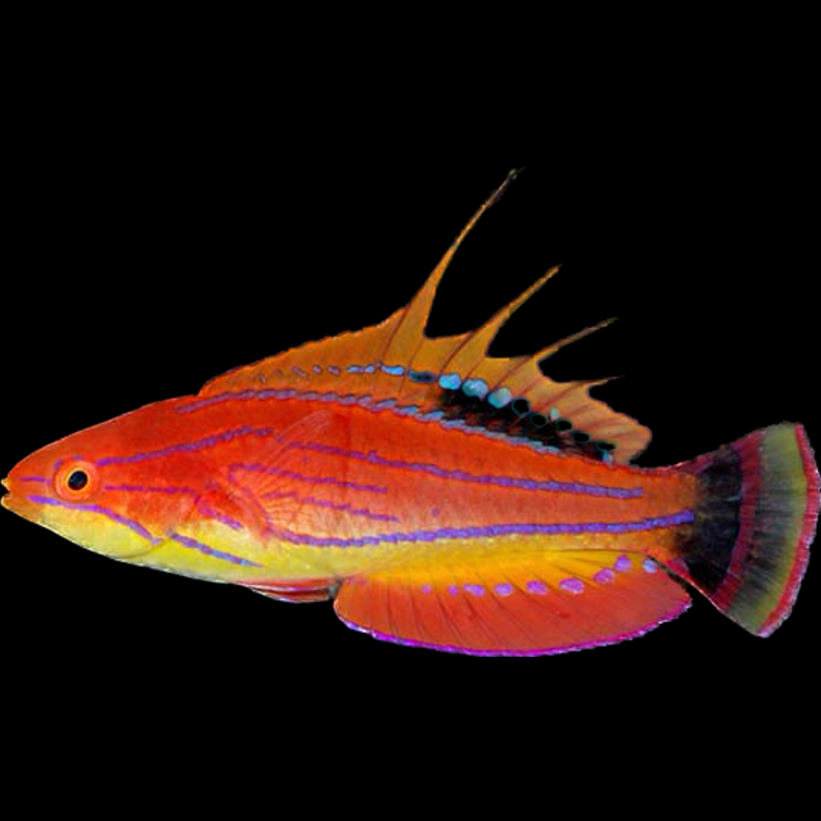 Carpenters Flasher Wrasse