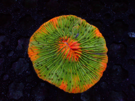 Plate Coral 1