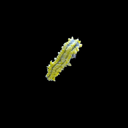 Yellow Sea Cucumber