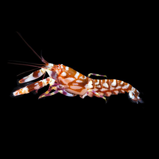 Tiger Pistol Shrimp