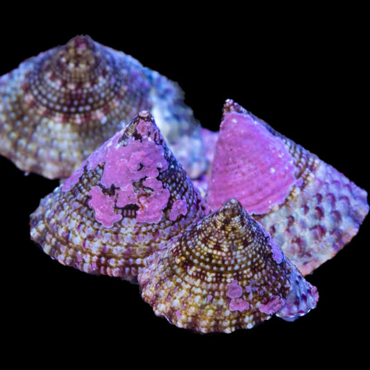 Banded Trochus Snail