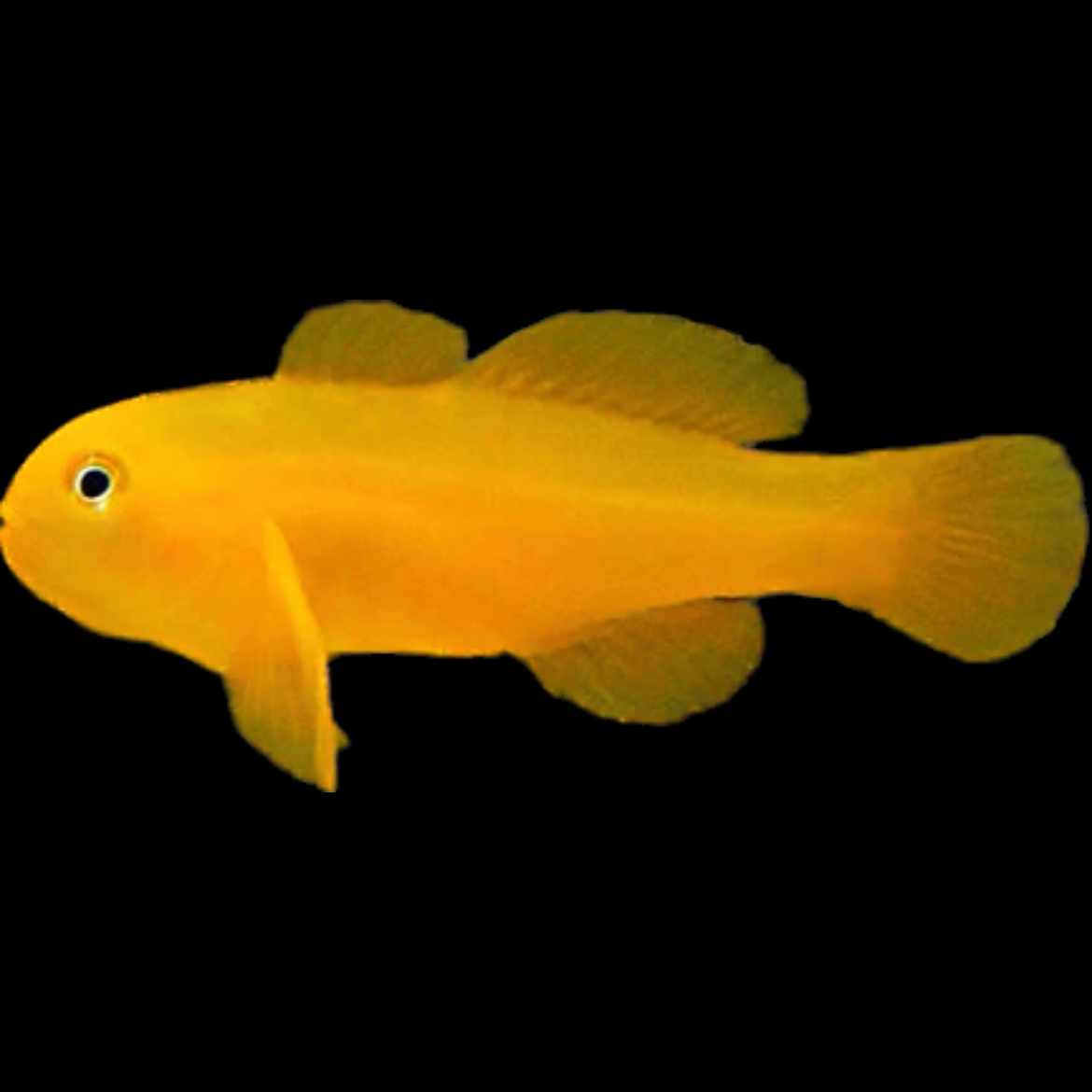 Yellow Clown Goby