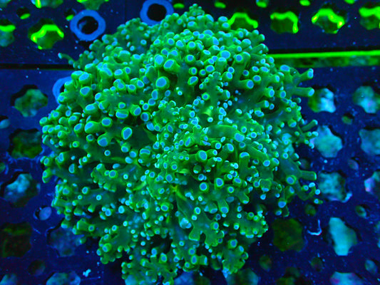 Frogspawn WYSIWYG 15