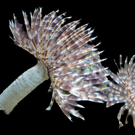 Feather Duster Worm