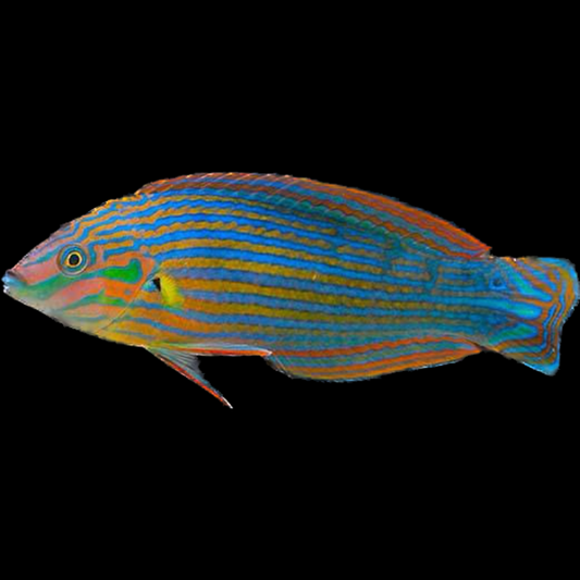 Melanurus Wrasse