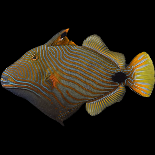 Undulated Triggerfish