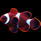 Maroon Clownfish