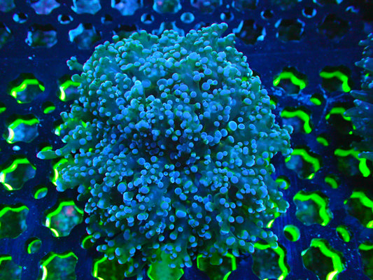 Frogspawn WYSWIYG 11