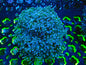 Frogspawn WYSWIYG 11