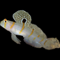 Randalls Goby