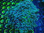 Frogspawn WYSIWYG 9