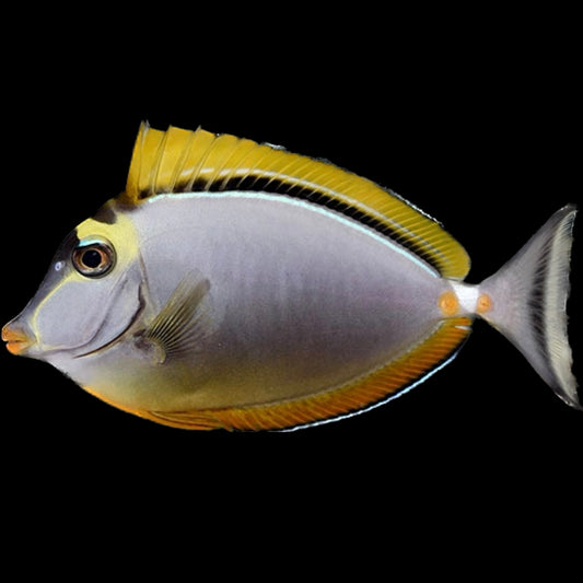 Blonde Naso Tang