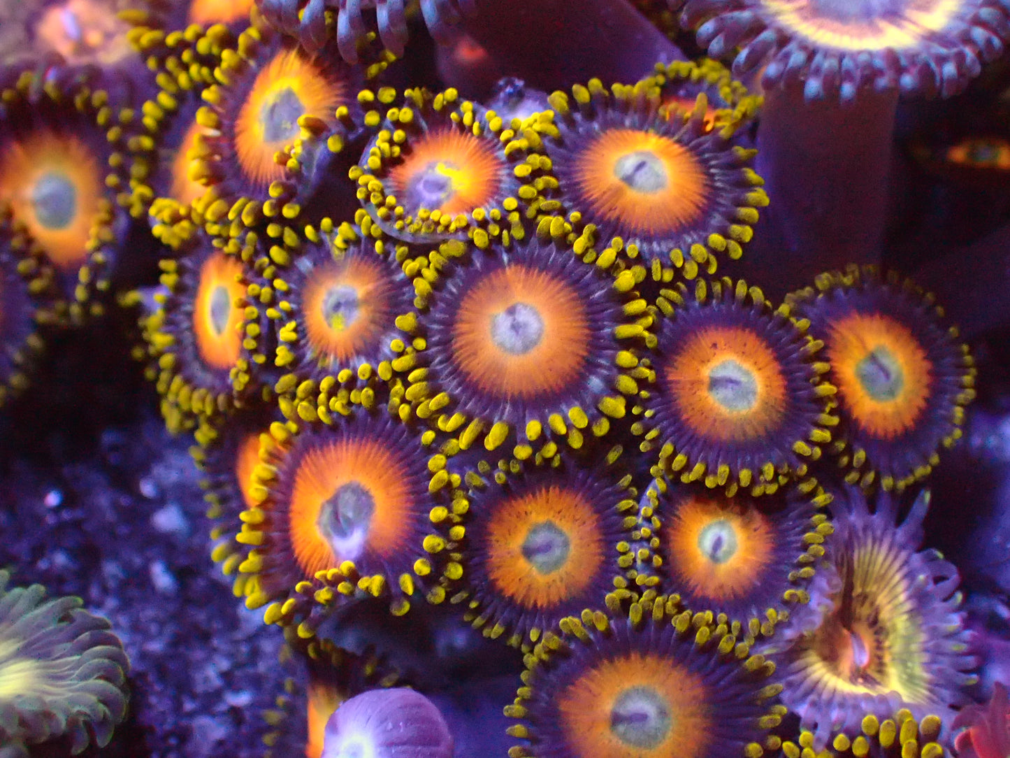 Scrambled Egg Zoa