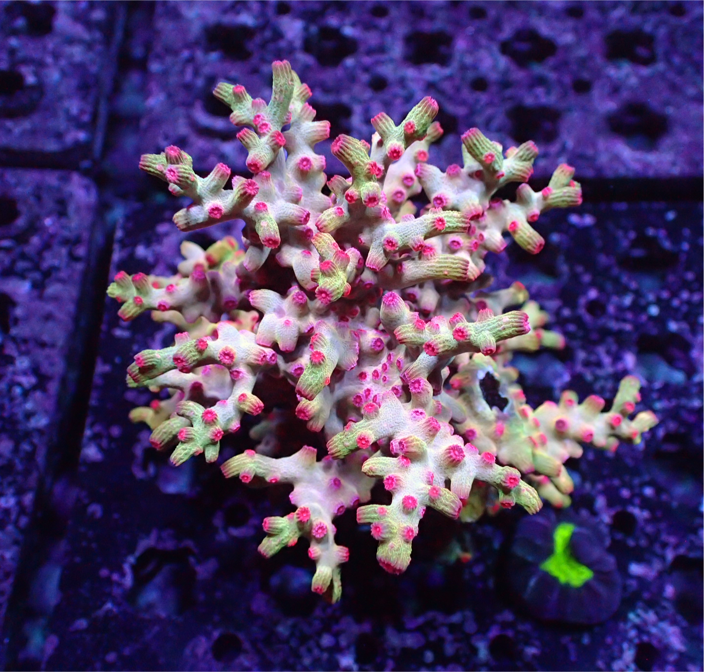 Pink Branching Cyphastrea