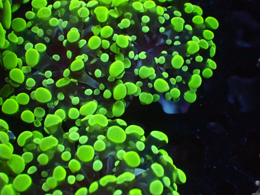 Toxic Green Frogspawn