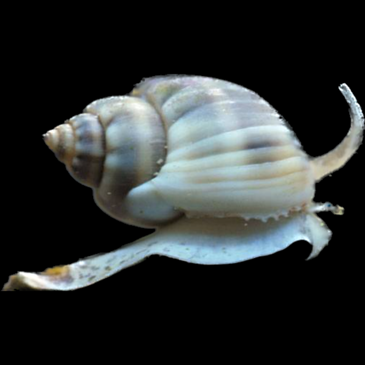 Nassarius Snail