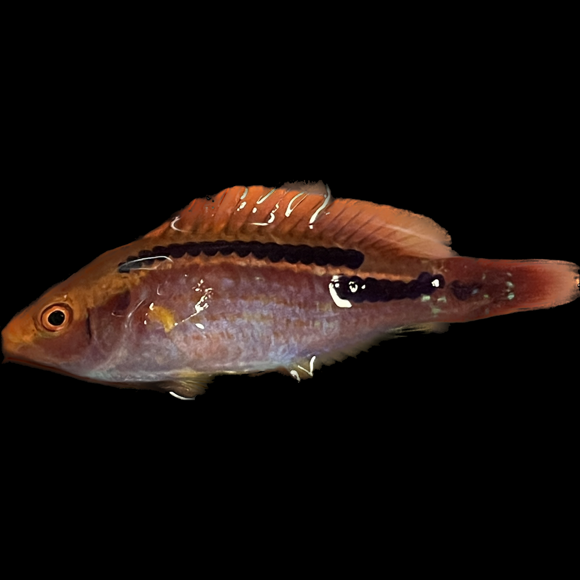 Lubbocki Wrasse