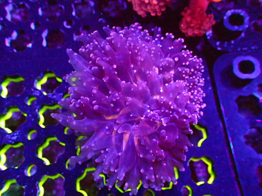 Frogspawn WYSIWYG 10