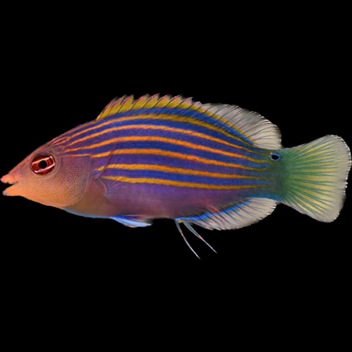 Six Line Wrasse