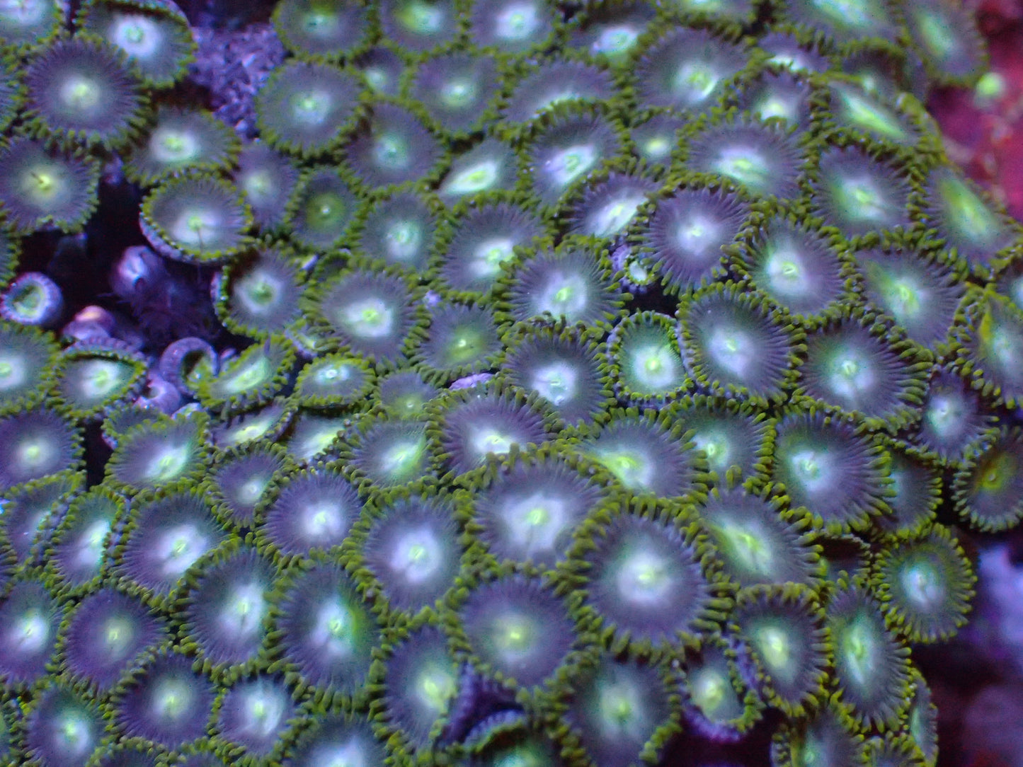 Radioactive Dragon Eye Zoa