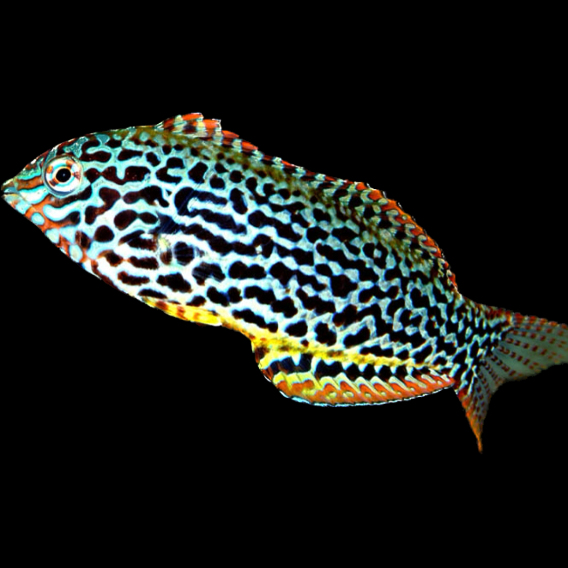 Leopard Wrasse