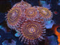 Stratosphere Zoa