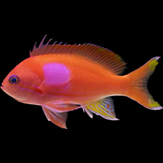 Squareback Anthias