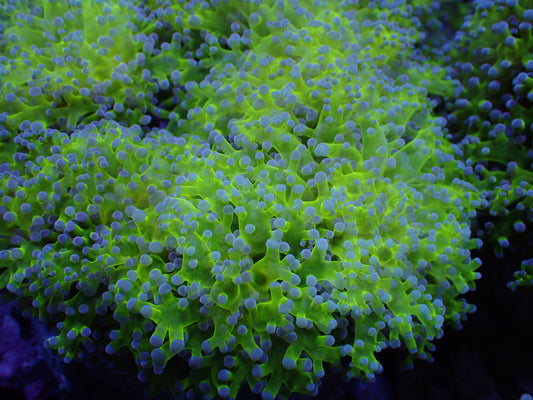 Green Purple Tip Frogspawn