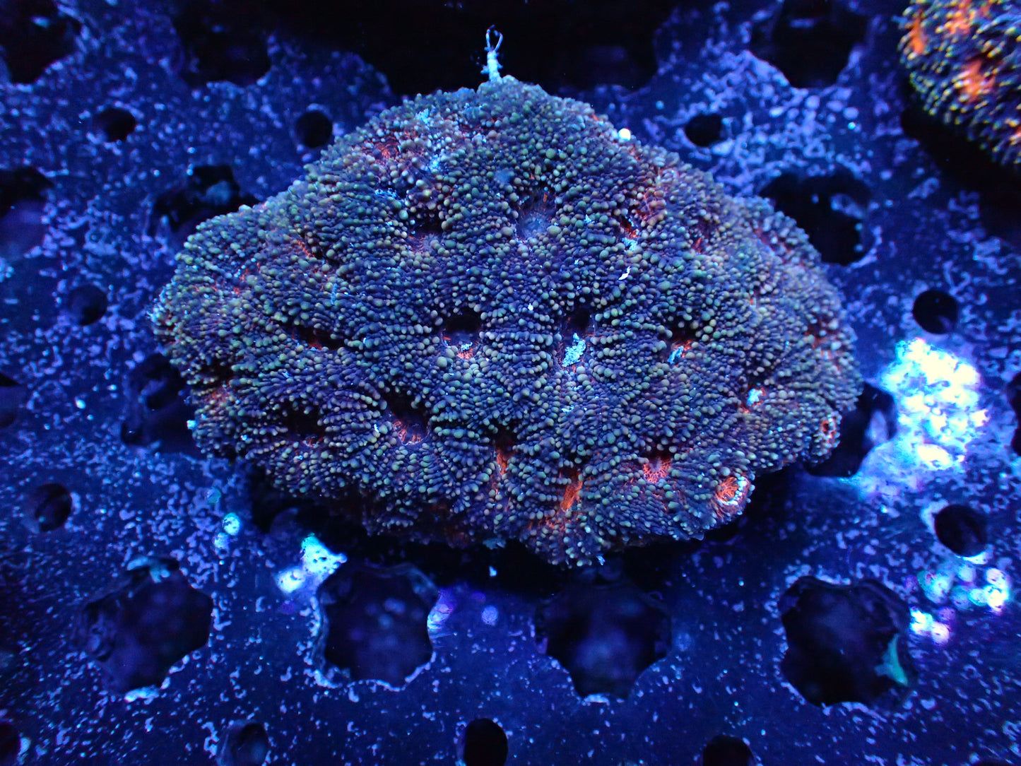 Acan Enchinata Colony WYSIWYG