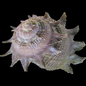 Spiny Star Astrea Snail