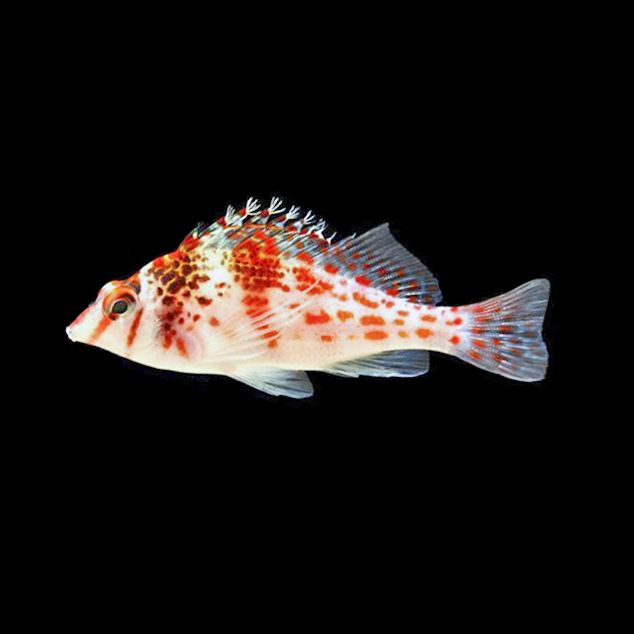 Falco Hawkfish