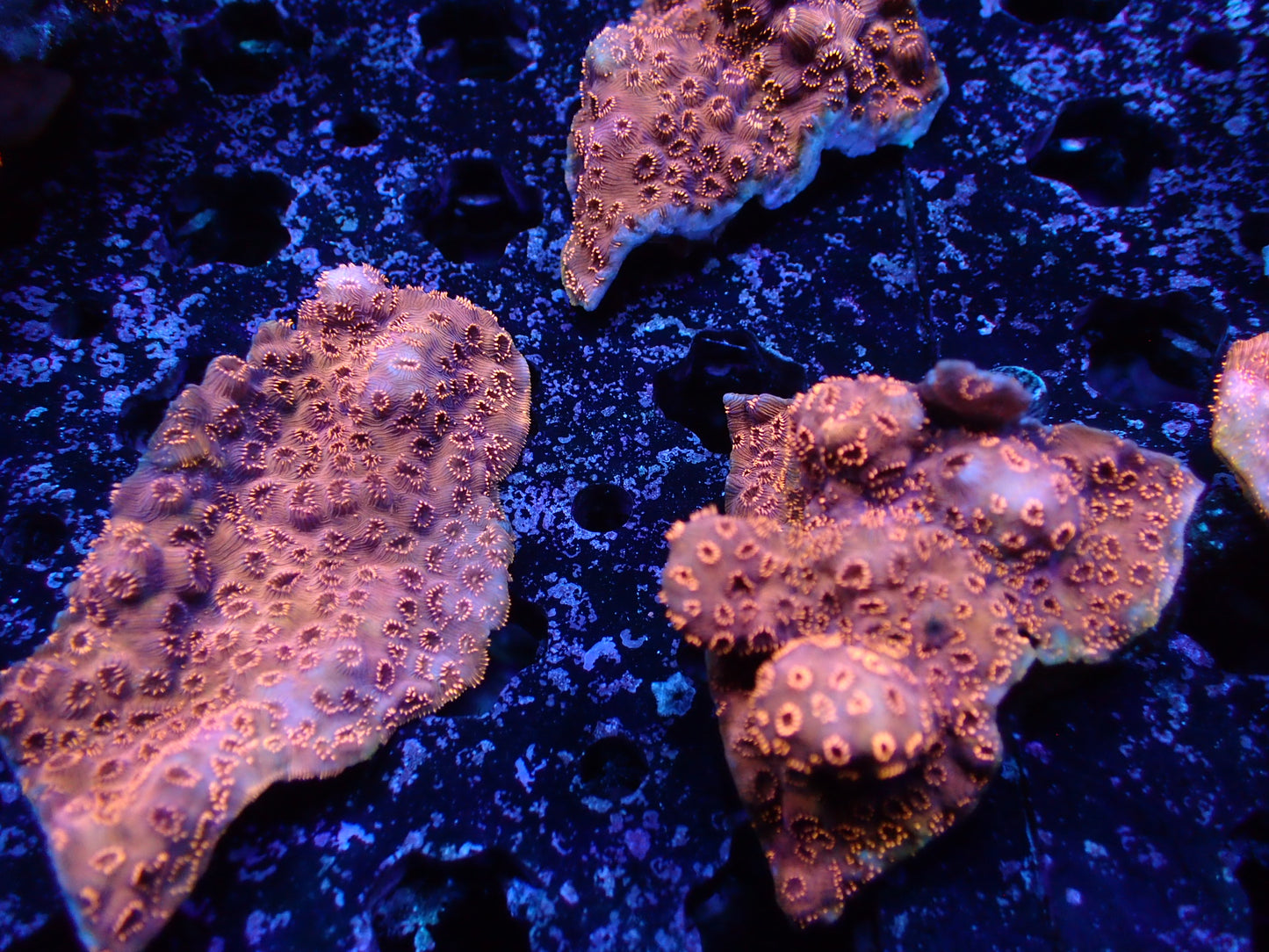 Salmon Pink Cyphastrea