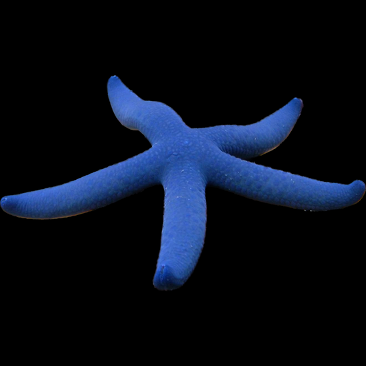 Blue Linckia Starfish