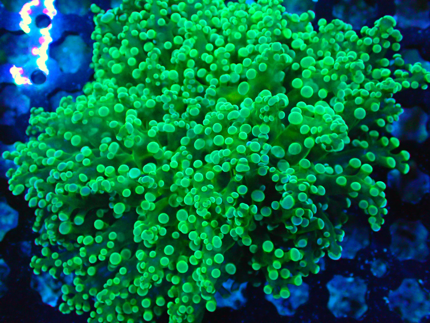 Frogspawn WYSIWYG 5