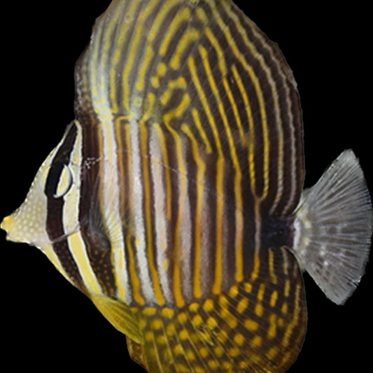 Desjardini Tang